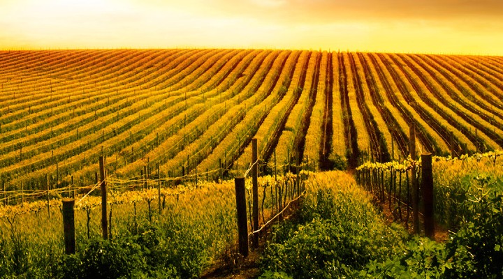 radionice-za-poljoprivrednike-u-erdutu-valencia