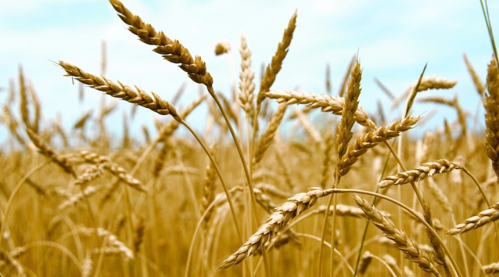 Raspisan natječaj za mlade poljoprivrednike